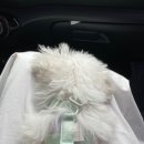 놀로동물행동클리닉 이미지