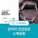 용원동물병원 네이버블로그