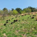 구정염소농장 이미지