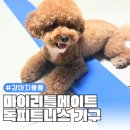 마이리틀메이트 이미지