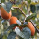 성모편안내과의원 이미지