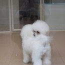 위드퍼피숑 이미지