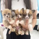 멍앤냥 강아지고양이 안양점 이미지