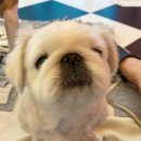 올리브네 펫살롱 이미지