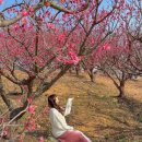 매화농장 | 지금 가도 될까?! 부산 1티어 매화명소 기장 매화원 실시간 개화상태!