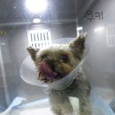 보우동물병원 이미지