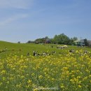 세일농장1 | 5월 전북 고창 가정의달 여행지 추천 학원농장 청보리밭 축제기간