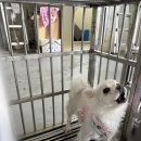 코오롱글로벌(주) 부산센터 | • 부산 동물 보호 센터 봉사 후기 4 •