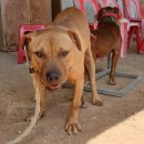 알파농장 이미지