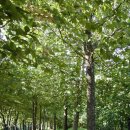 서광@옆 공원도로 이미지