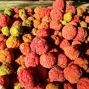 풍년산장 이미지