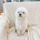 도그미뇽 이미지