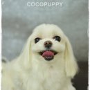 꼬야애견 이미지