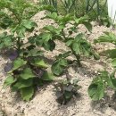 새순2농장 이미지