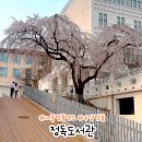 반달어린이도서관 | 서울 벚꽃 명소 정독도서관 수양벚꽃 2025년 모두의 정원 음악회 후기