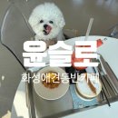 화성카인테리어 | 화성 애견동반 카페 분위기 좋은 새솔동 추천 [카페 윤슬로]
