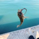 늑도방파제 이미지