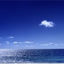 나무와 해(海) 이미지