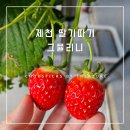 [제천 딸기체험] 그뮬리니