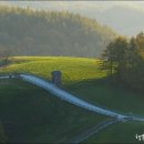 은행나무목장 이미지