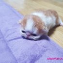 스파리버 캐터리 이미지