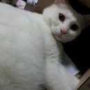조으냥 이미지