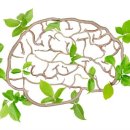 브레인피트니스 이미지