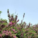 노을숲제주 이미지