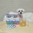 퍼피즈 | 강아지수분보충 늘리는 방법 퍼피즈 워터부스트 강형욱 수분보충제로 걱정 끝