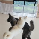 큰댕댕 개치원 이미지