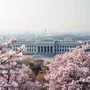 국회 헌정기념관 | 국회의사당 사랑재 겹벚꽃 명소 몽글몽글한 분홍빛 설렘을 만나러 떠나는 봄나들이