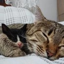 냥이의꿈 이미지