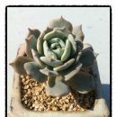 크로키아 이미지