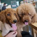 강아지영토 이미지