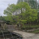 초이지아 이미지