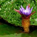 낙동강관리본부 대저생태공원 5 이미지