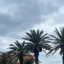 빌레리조트 | [제주,애월]애견동반리조트, 해안도로산책길이 좋았던 &#39;제주 빌레리조트&#39; 7박일정