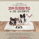 프리미엄펫 이미지