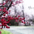 봄날-산책 이미지