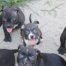 프불리하우스 이미지