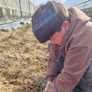 천하 태권도 | [천하태권도 체험활동 후기] 고구마 캐기 다녀왔어요🍠