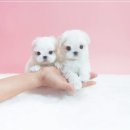 천사 애견 이미지