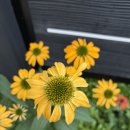 사촌(소공원) 이미지