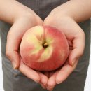 홍당디저트부띠끄 | 🍑 성심당 복숭아·무화과 롤케익, 두가지 맛 직접 먹어본 솔직 후기