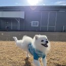 제주네 애견유치원 이미지