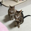 토이농장 | 고양이 캣닢 장난감 추천┃내돈내산 고양이 생일선물 이야우 캣닢토이 바나나 🍌