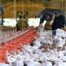 보령축산 이미지