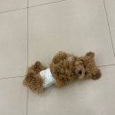 일산애견호텔 애견유치원 맘바이 일산점 이미지