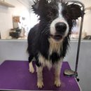 몽구리DOG 이미지