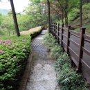 쑥부쟁이(용산저수지)둘레길 이미지